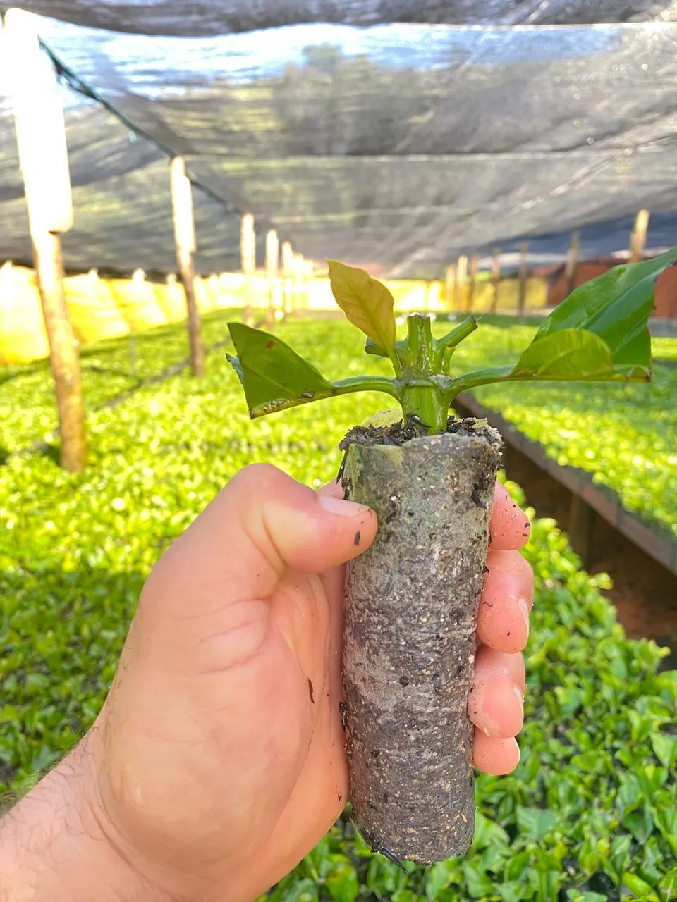 Mudas de café  - Foto 4