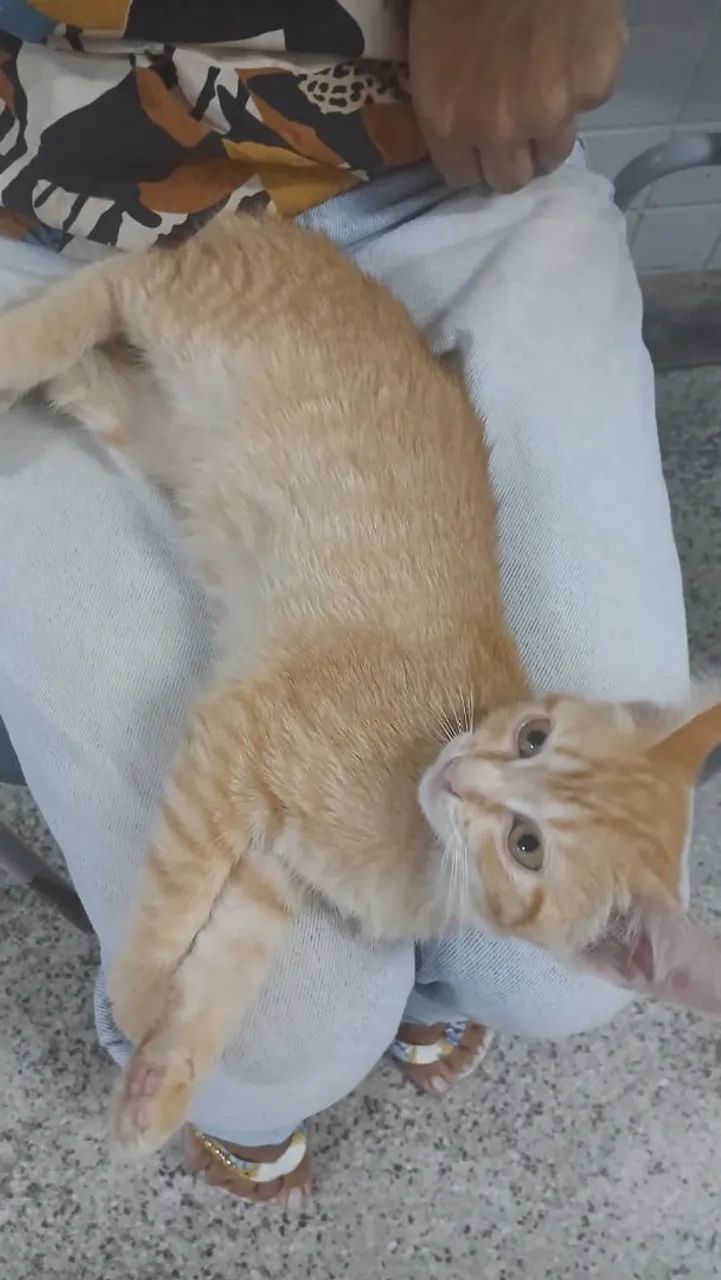 Filhote de gata, fêmea,  3 meses, é carinhosa  - Foto 3