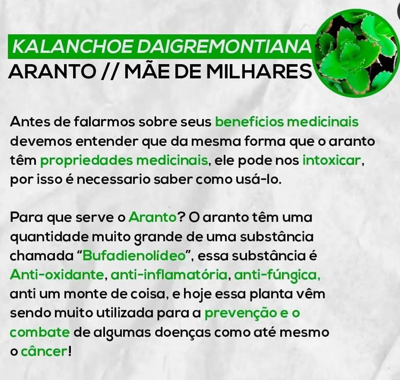 Muda de aranto  - Foto 4