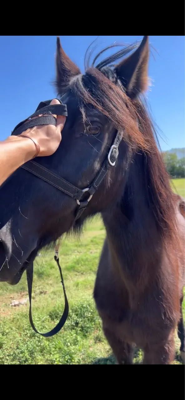 Cavalo  - Foto 5