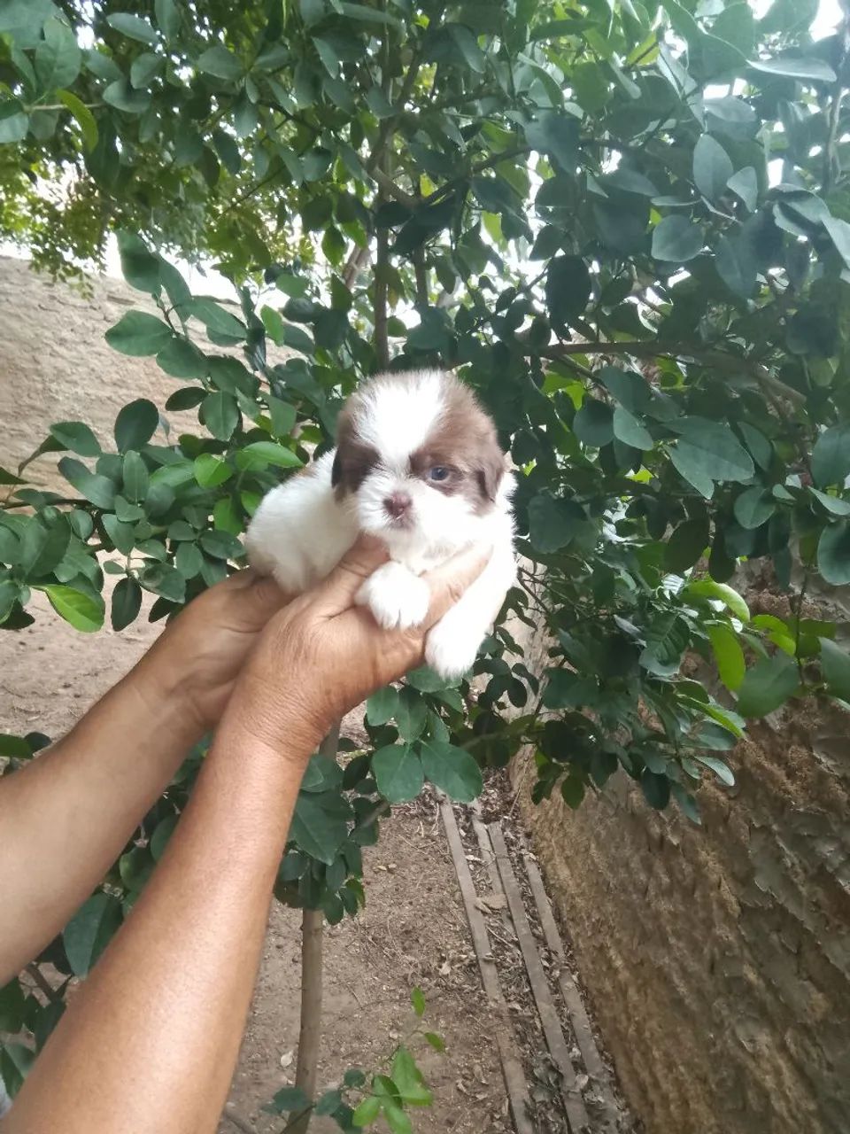 Fêmeas de shih tzu fígado  - Foto 4