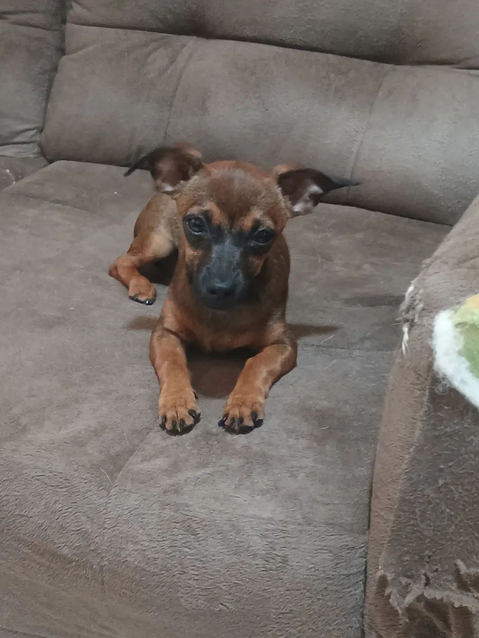 Doação de cachorro