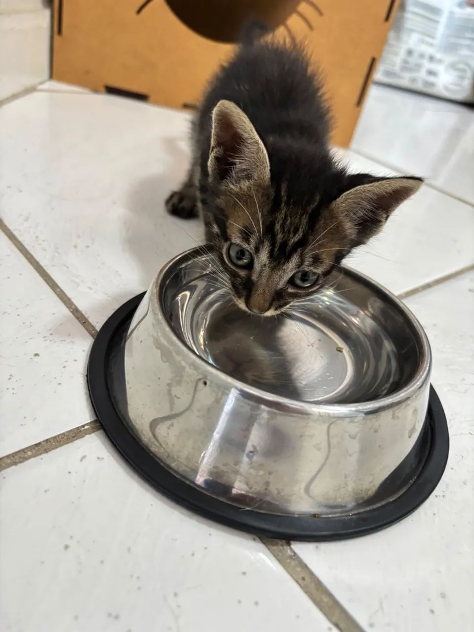 Doação de gato - Foto 5