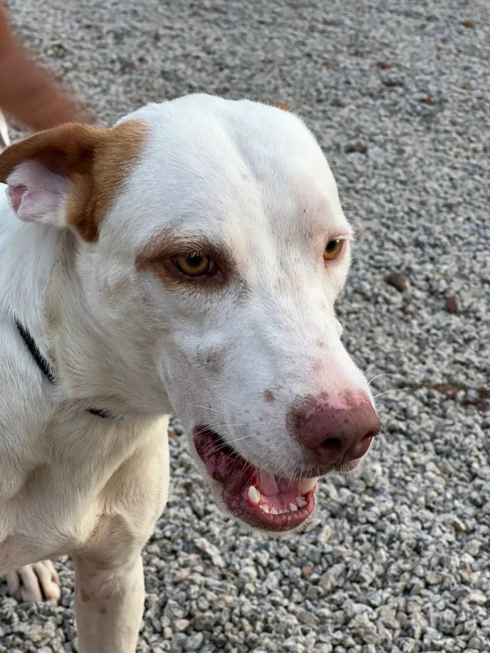 Doação de mestiço de pitbull