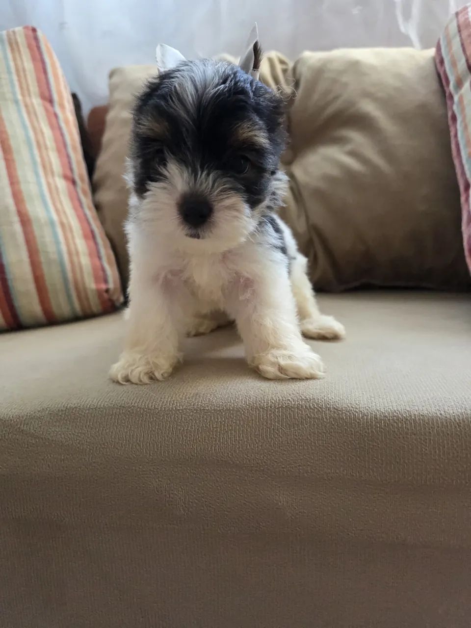 Filhote macho de BIEWER - Foto 5