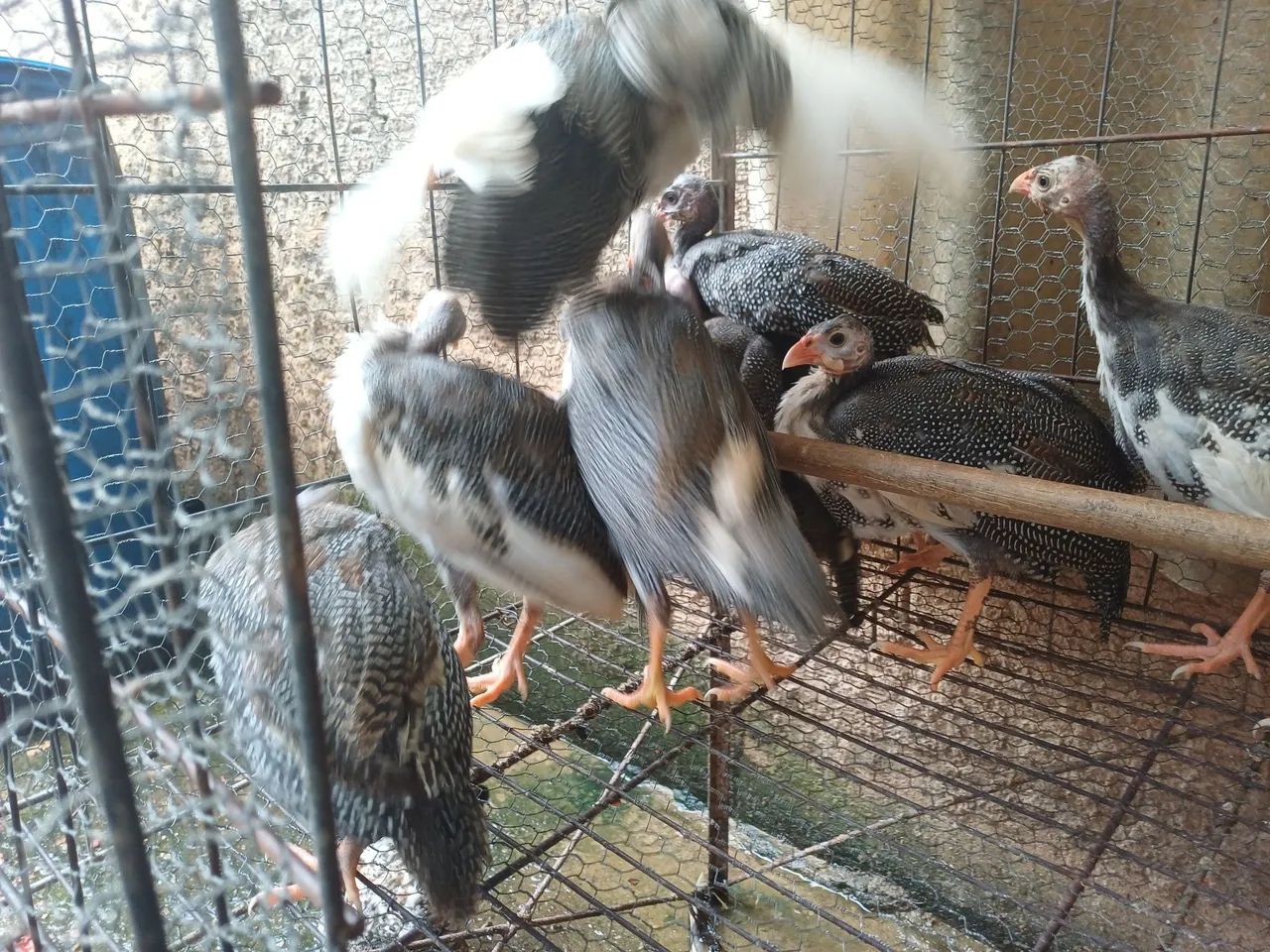 Galinha da Angola  - Foto 2