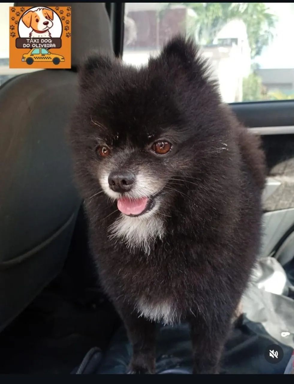 TAXI DOG  - Foto 3