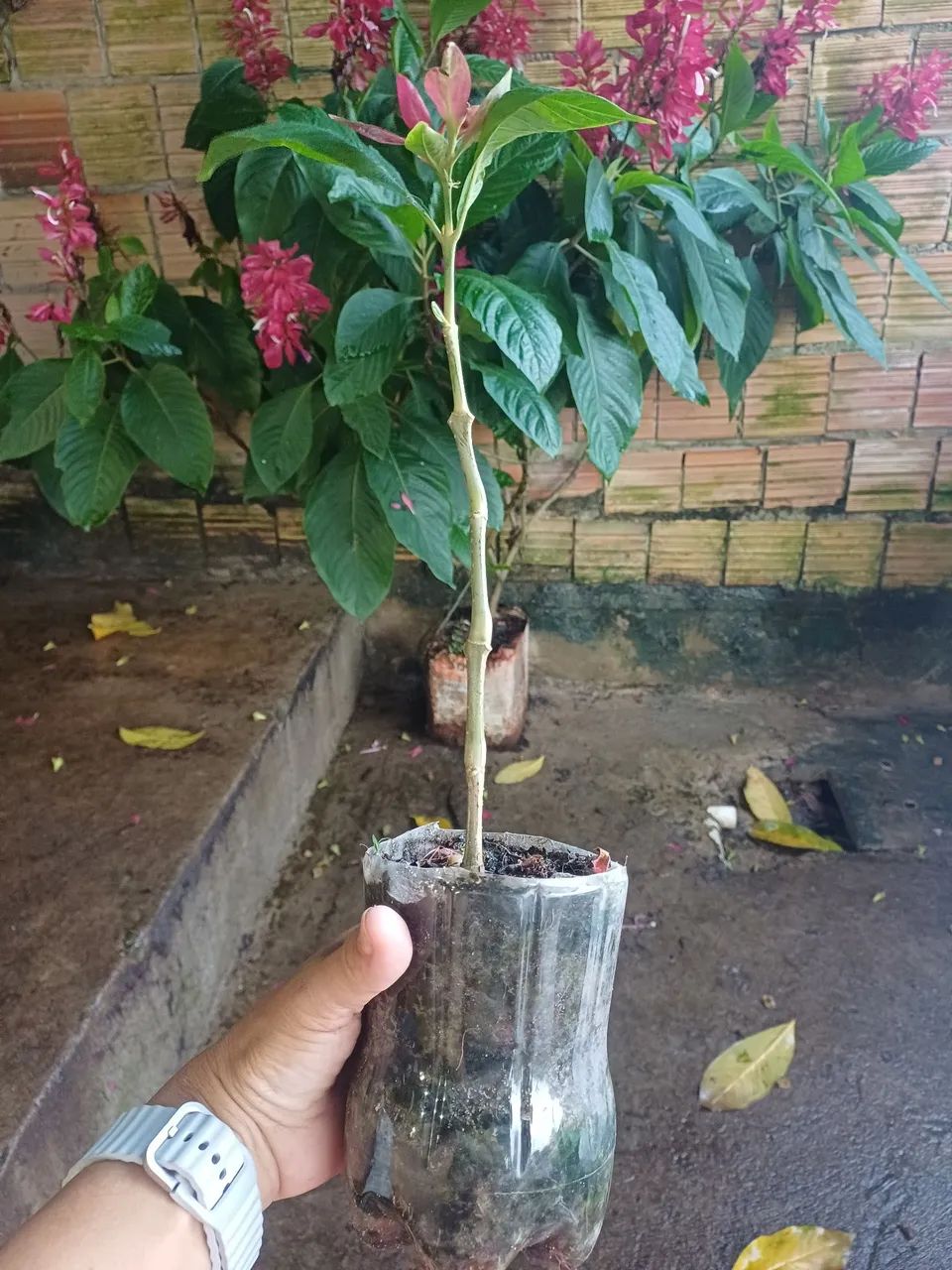 Mudas de plantas Camarão-Vermelho  - Foto 2