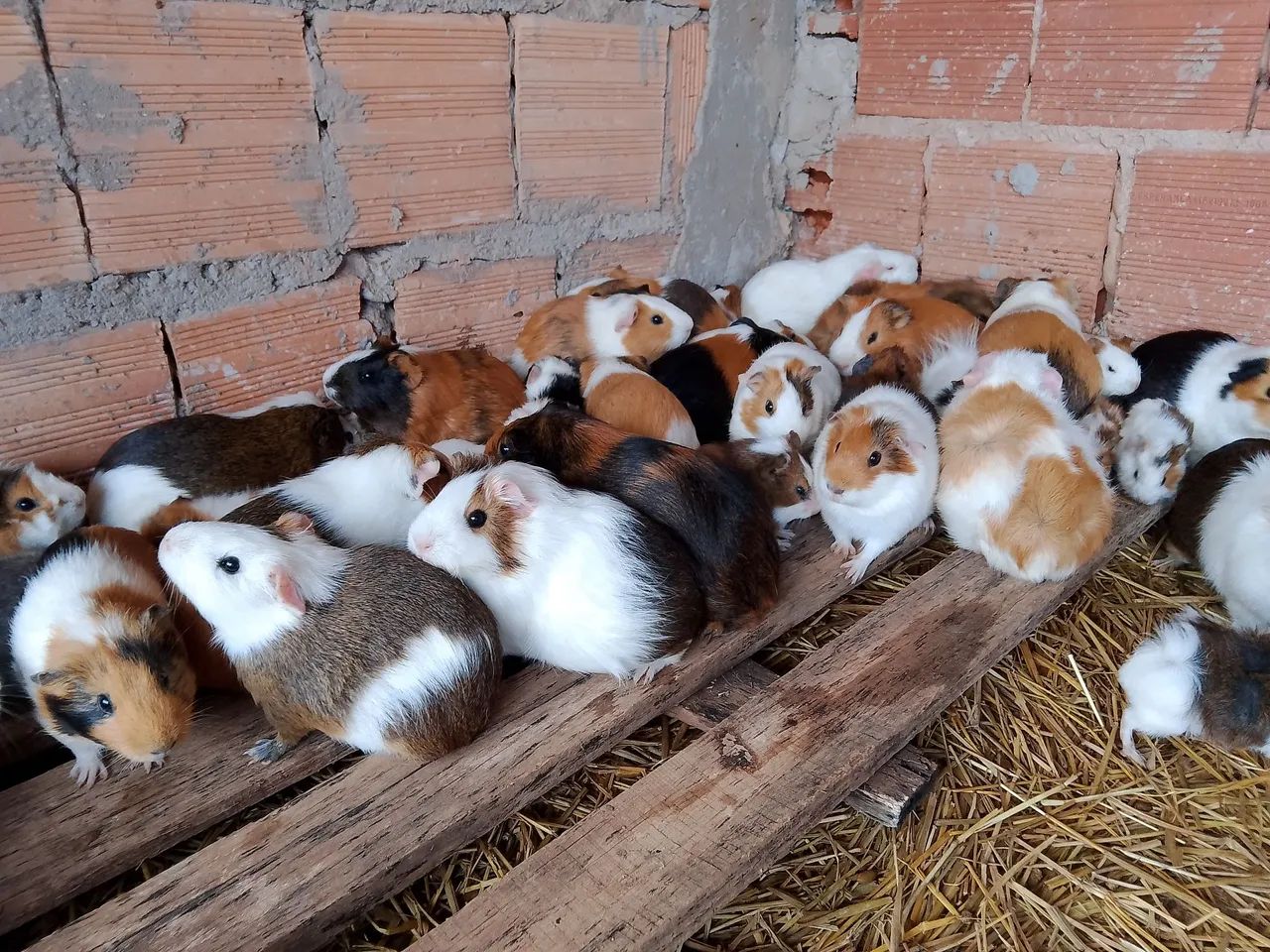 PORQUINHO DA ÍNDIA 