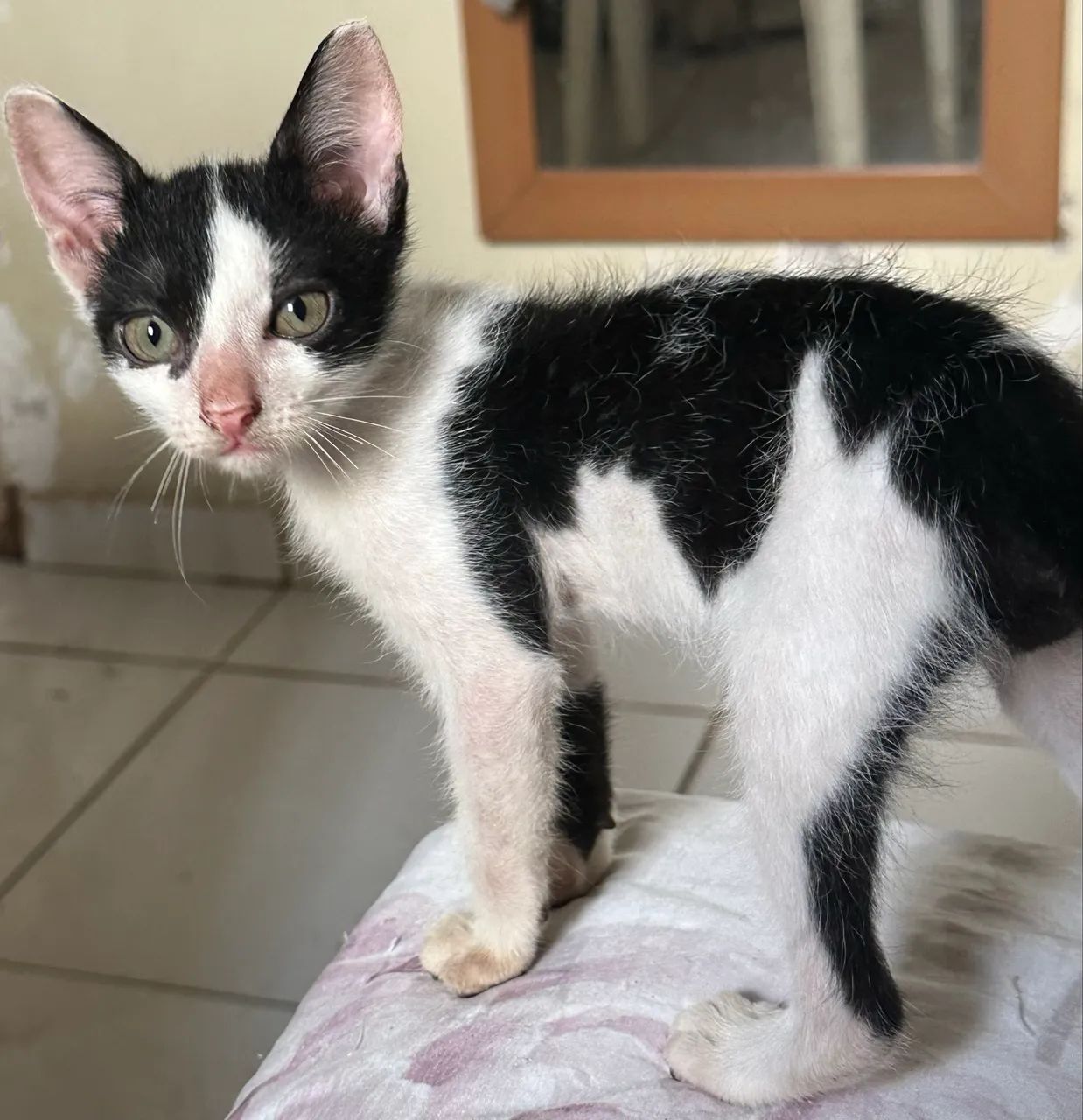 Doa-se gatinho filhote