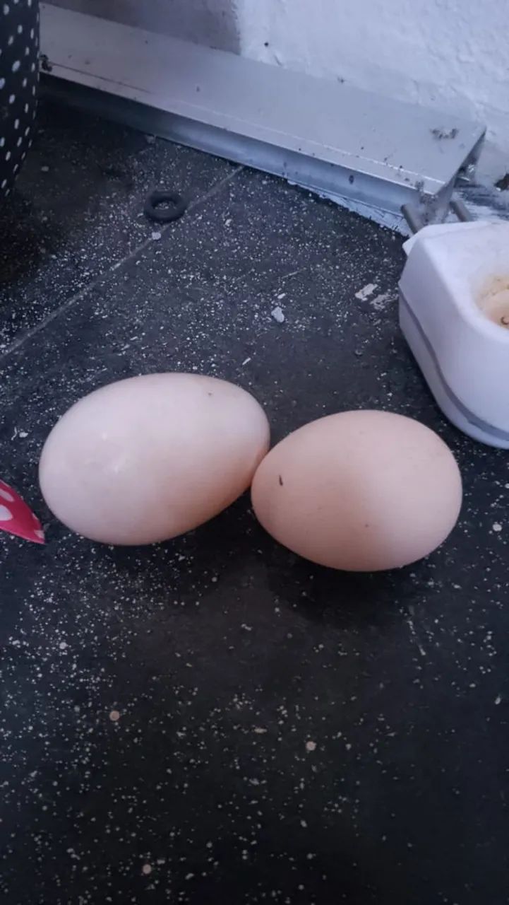 Galinhas a venda tenho vários raças rodhia ,Brahma,Nova gem,polaca e também tenho patos 