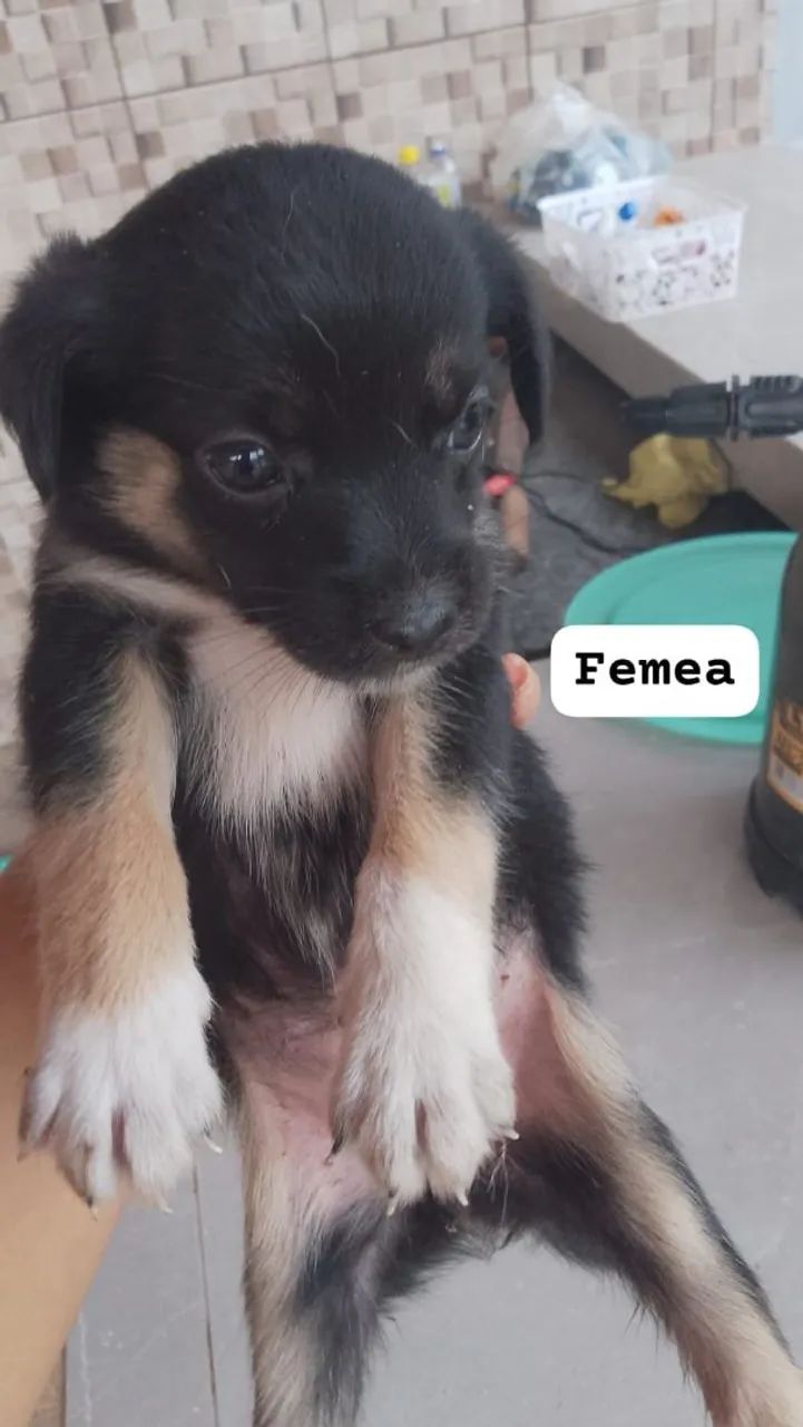 Doação responsável  - Foto 2