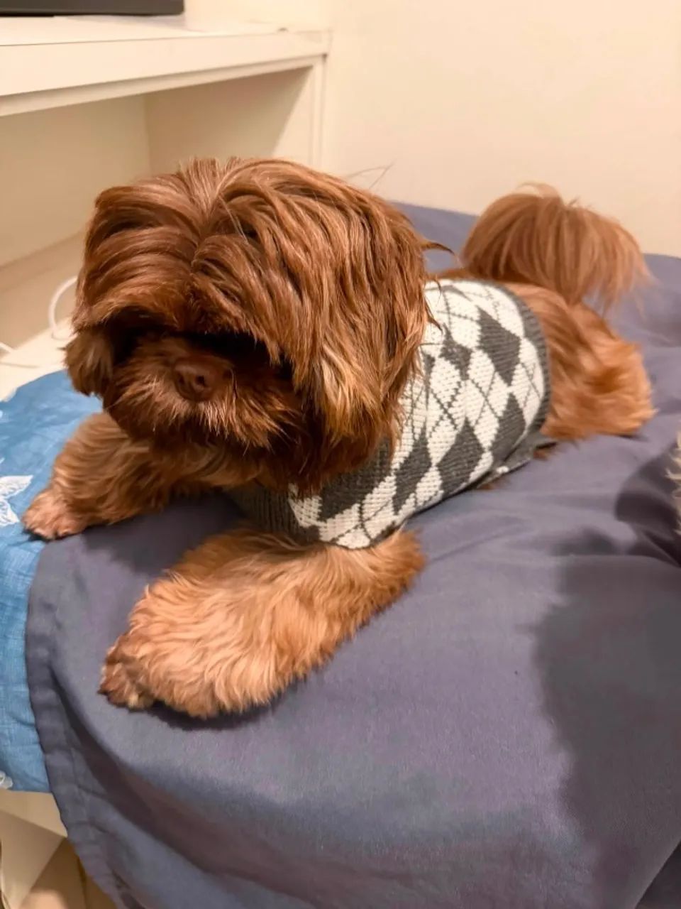VENDA SHIHTZU 5 MESES  