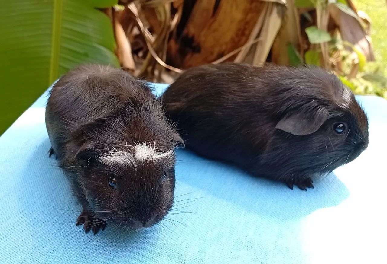 Porquinhos da índia  - Foto 2