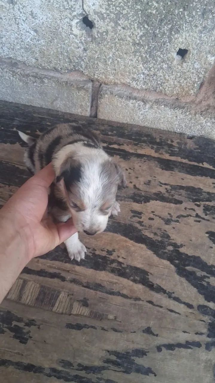 Cachorros boder cole  - Foto 5