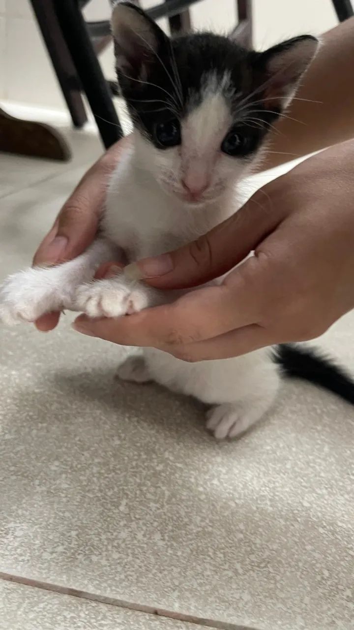 doação de gatinhos frajolas  - Foto 2