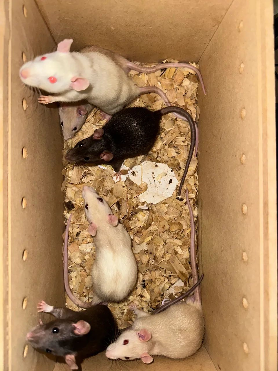 Ratos e camundongos  - Foto 2