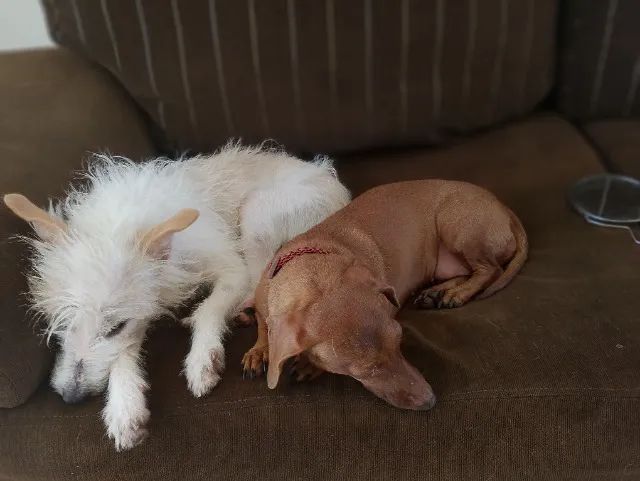 Doa-se duas pets - Foto 3
