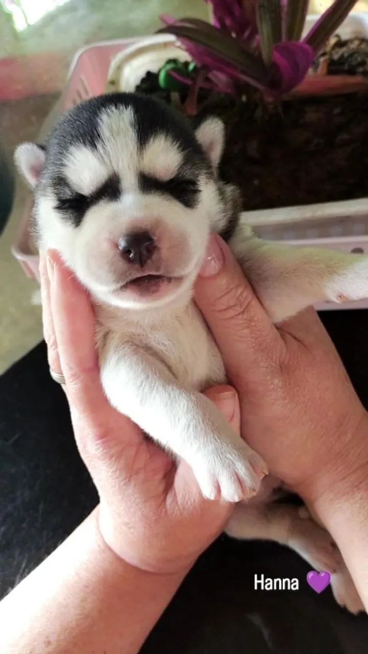 Husky Siberiano  - Foto 2