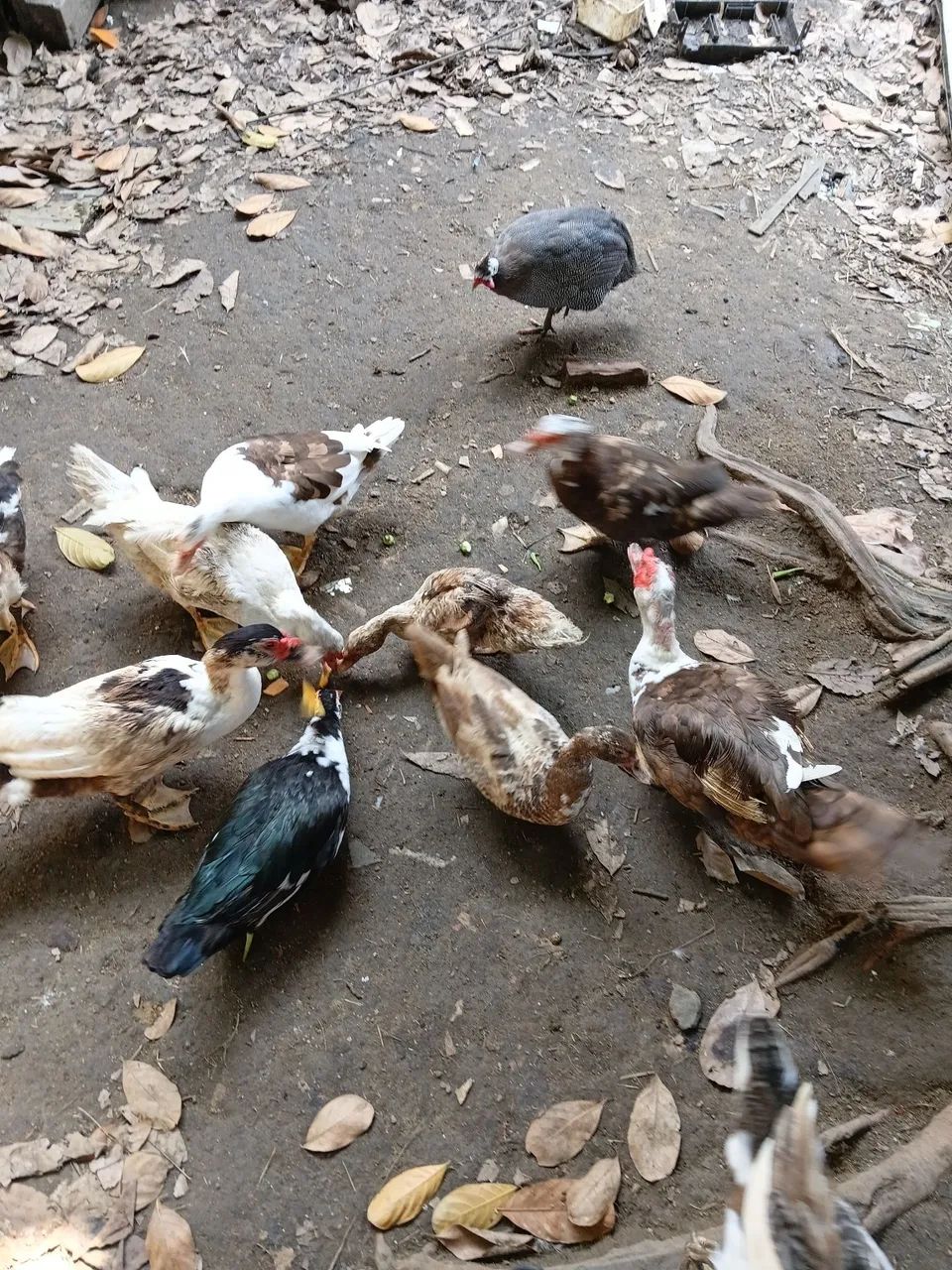  patos e patas  também temos filhote  e ovos por encomenda  - Foto 5