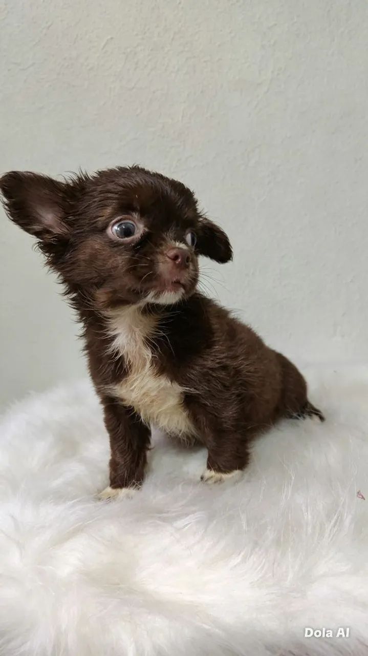 Chihuahua  - Foto 2