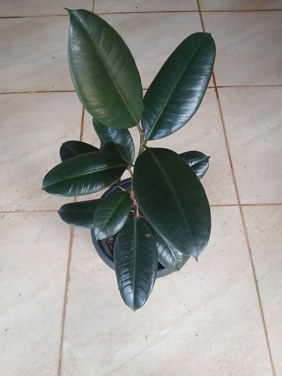Ficus planta  - Foto 2