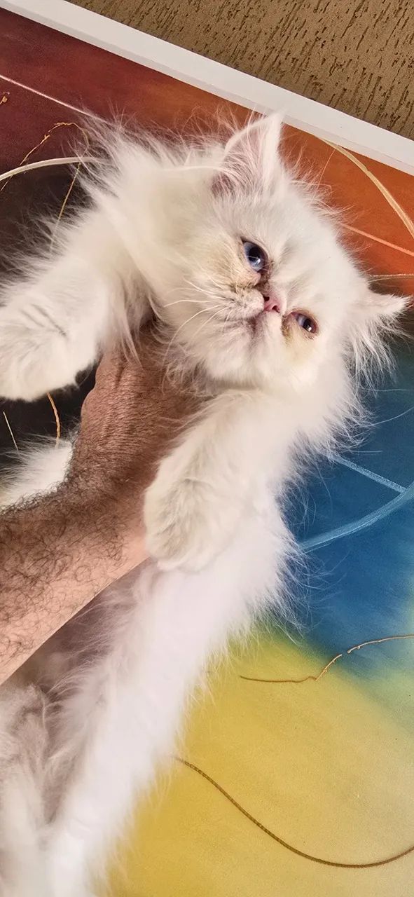 Filhote de PERSA Himalaio olhos azuis