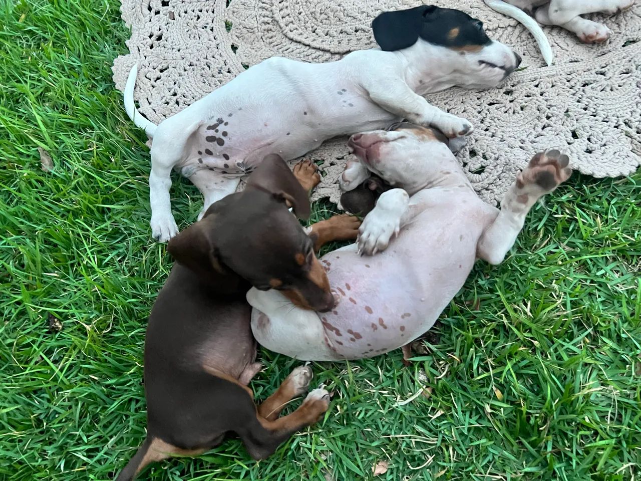Dachshund macho - Foto 4