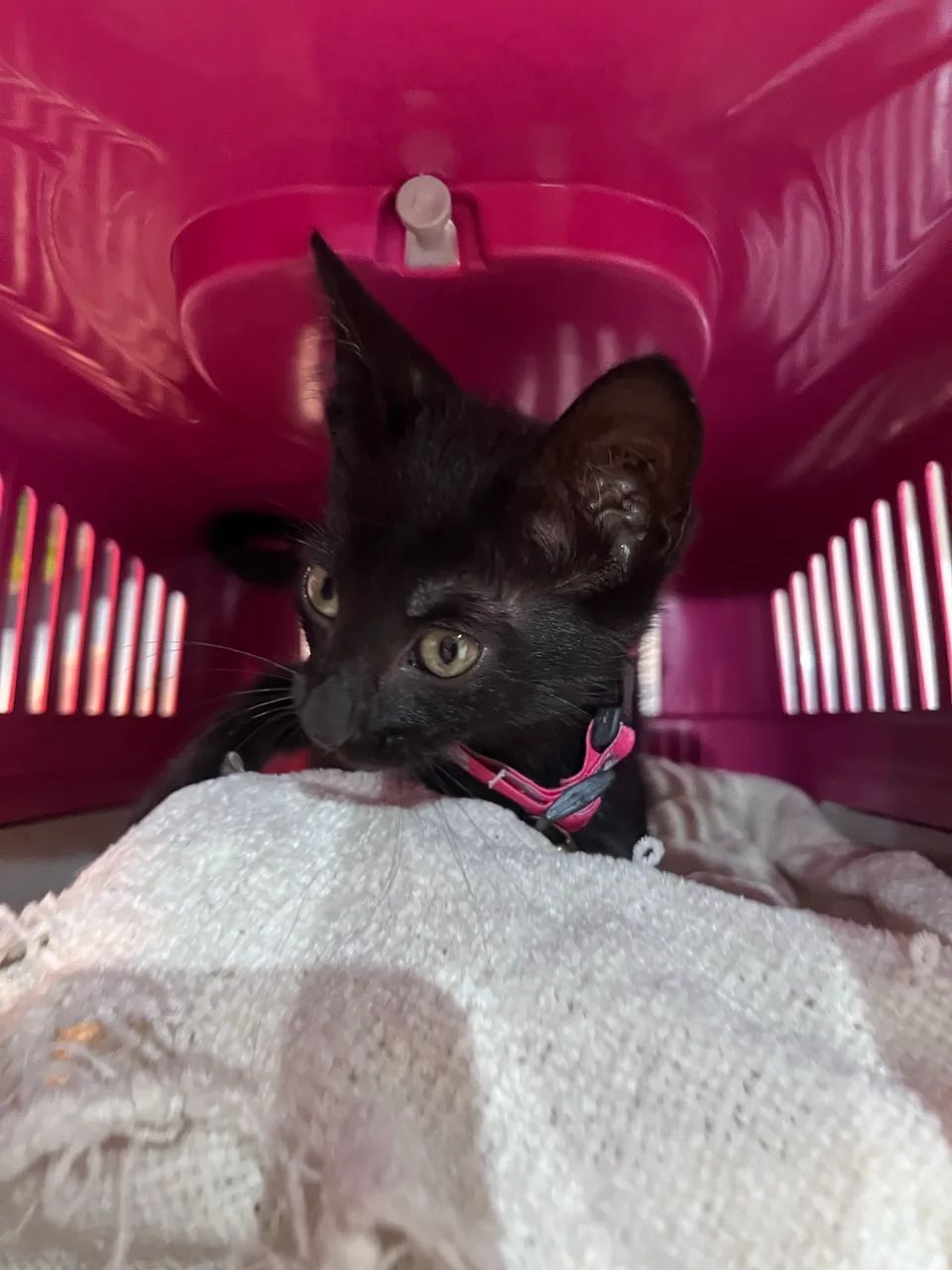 Gatinha linda pra Adoção Responsável  - Foto 2