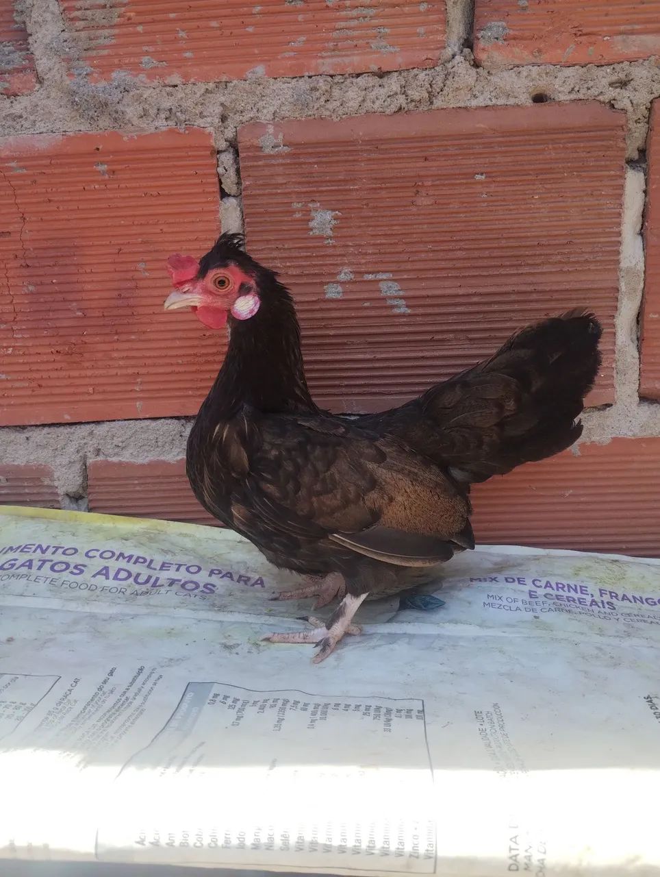 Galinha mini 