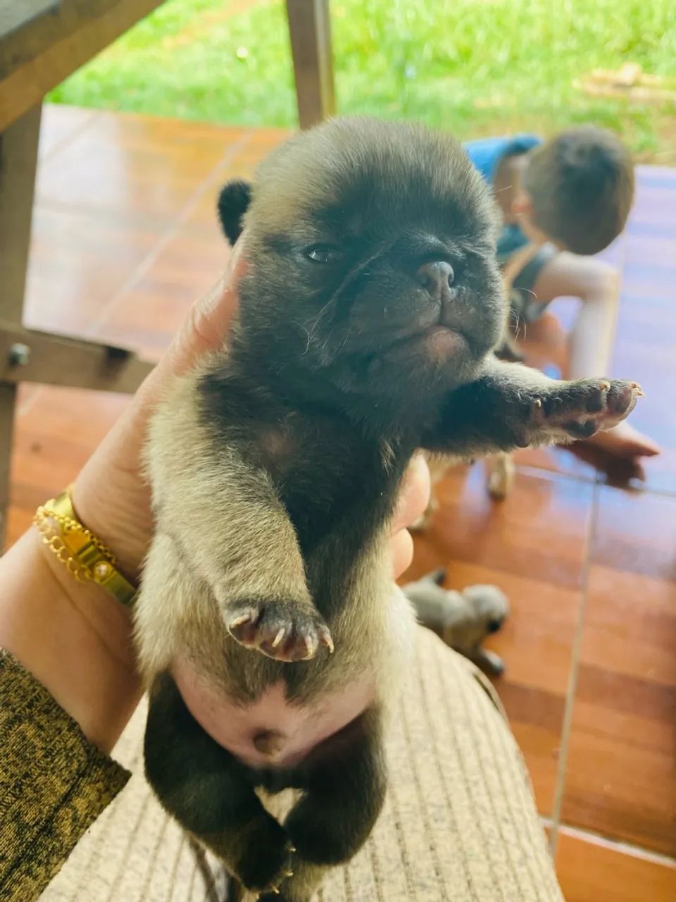 Pugs puro  - Foto 4