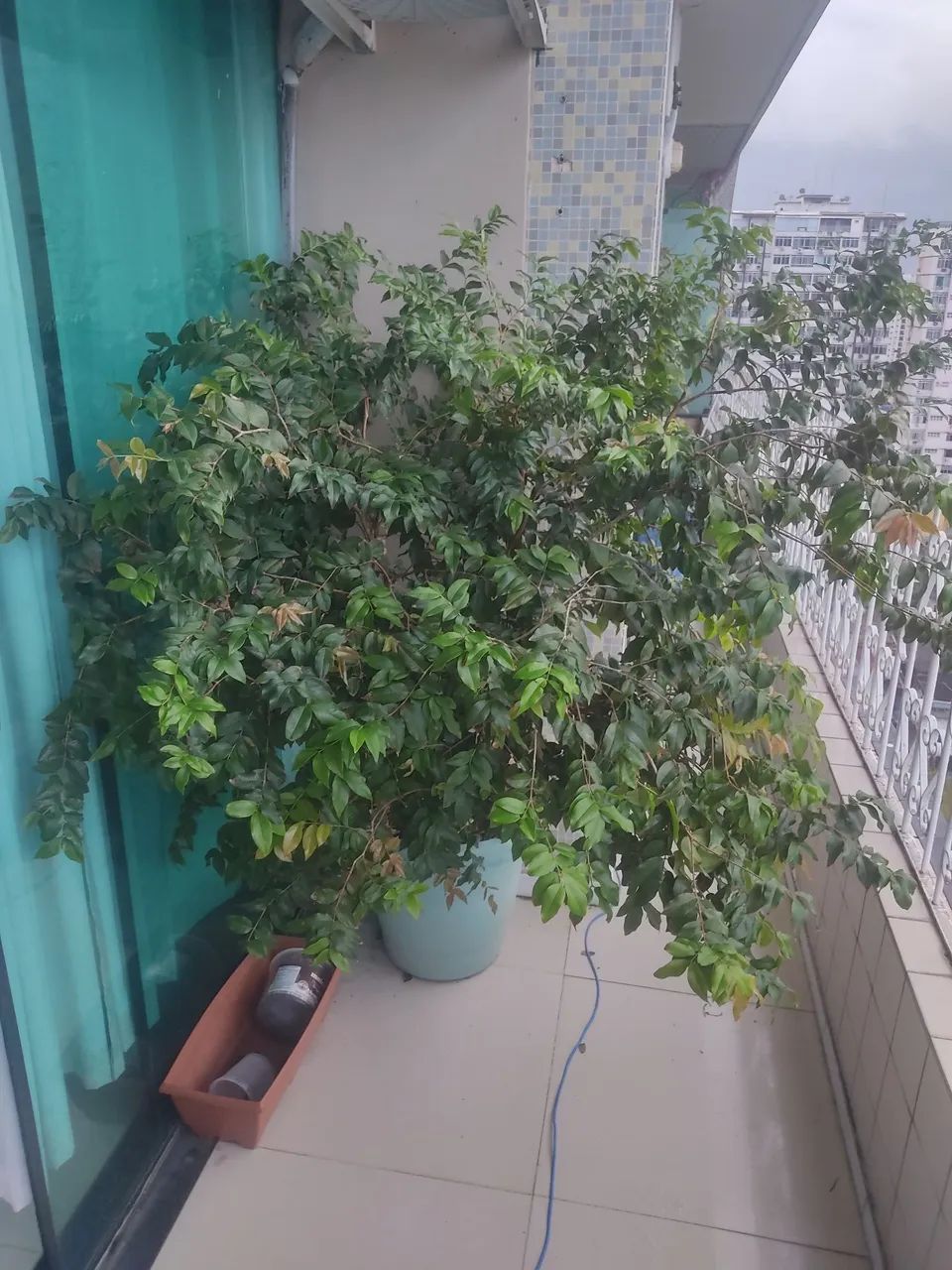Frutíferas em vasos - Foto 3