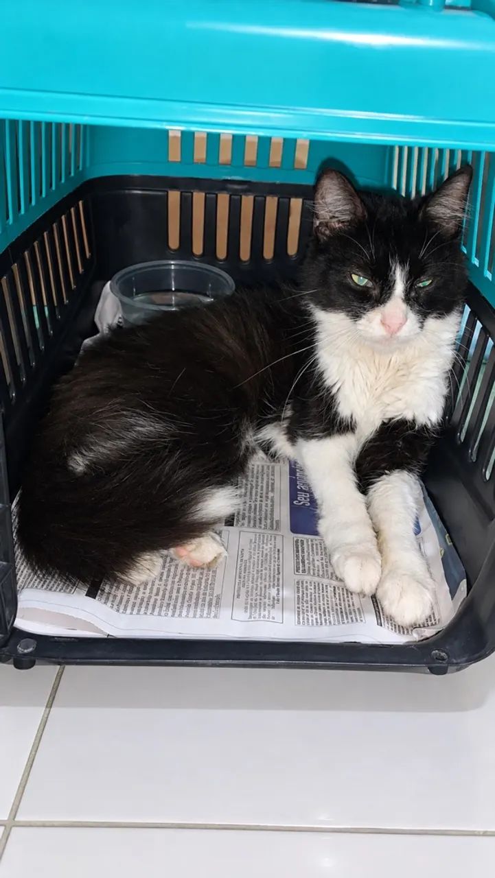 adoção de gatinha  - Foto 2