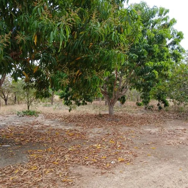 Rancho 2,1 Hectares com Casa 2 Suítes + Poço Artesiano - Foto 5