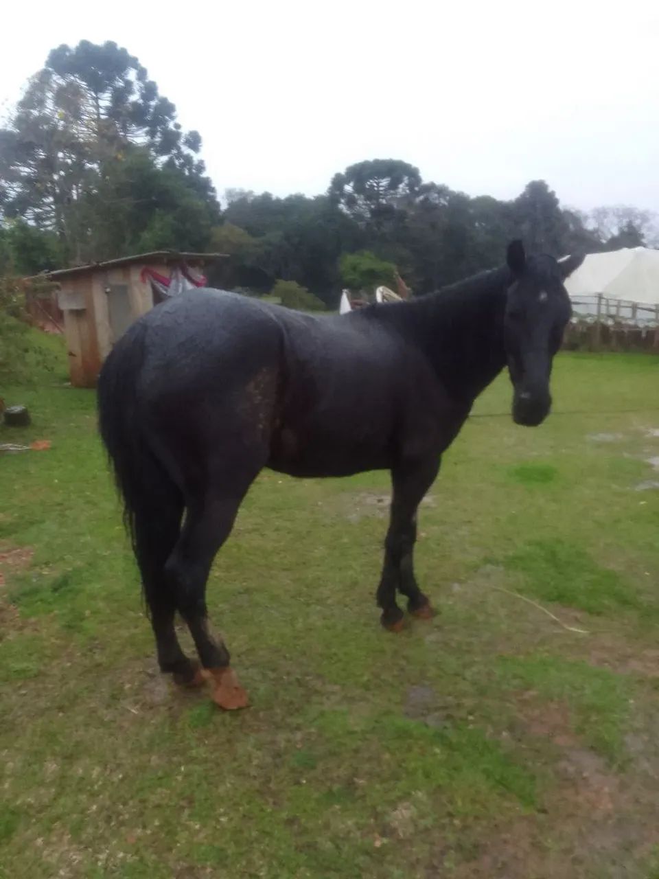 Cavalos