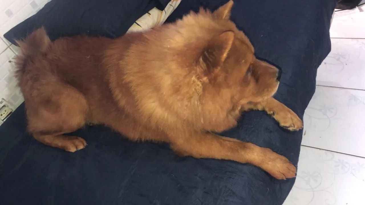 Doa-se Chow chow  - Foto 3
