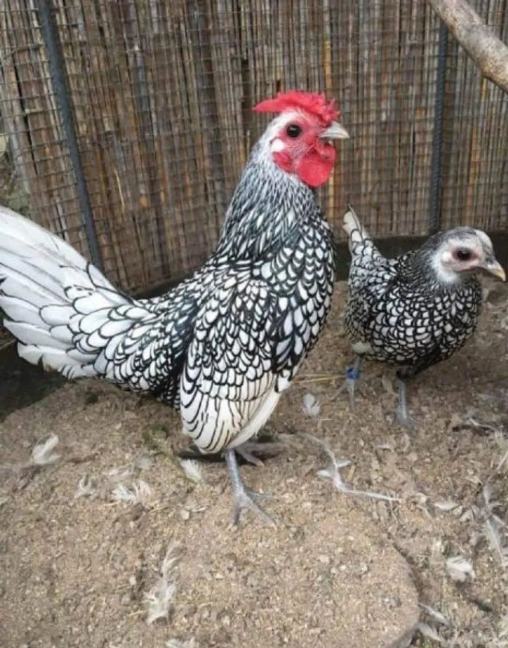Sebright prata
