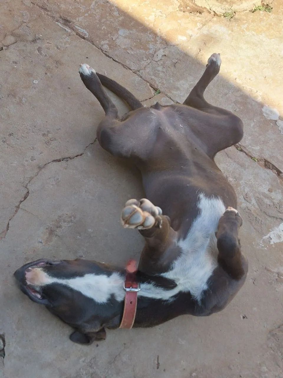 Doa-se - Foto 3