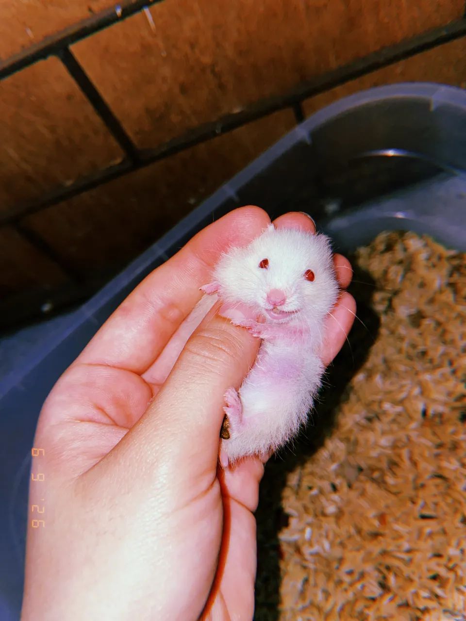 Hamster  - Foto 2