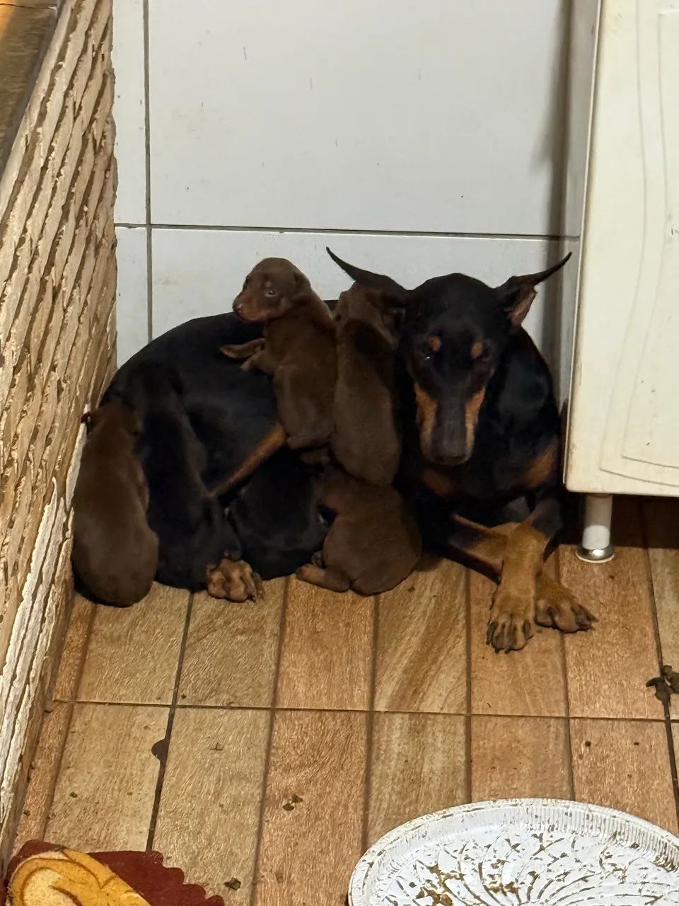 Doberman Macho  - Foto 5