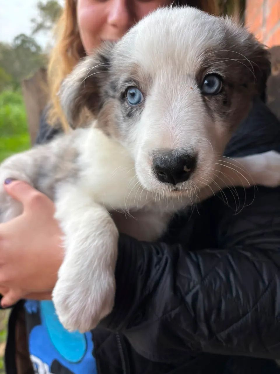 Vendo border collie - Foto 3
