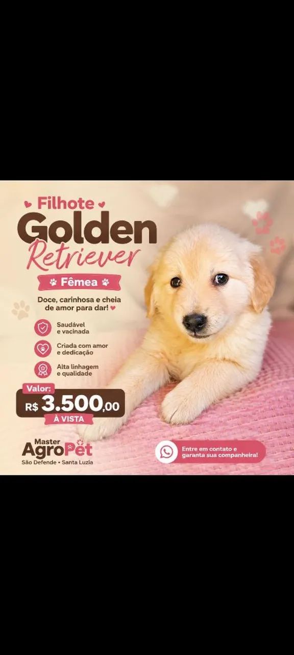 Cachorro 