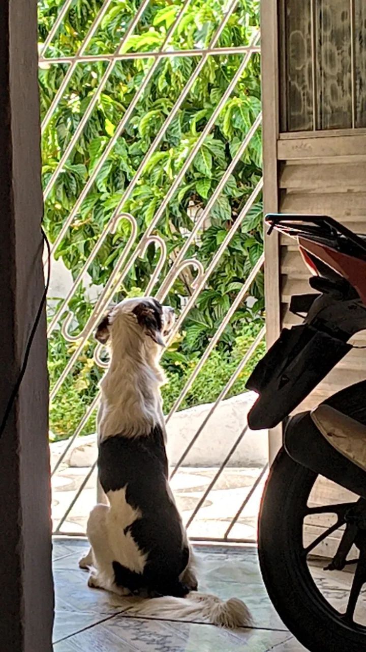 Doação responsável Cachorro Super Dócil  - Foto 5