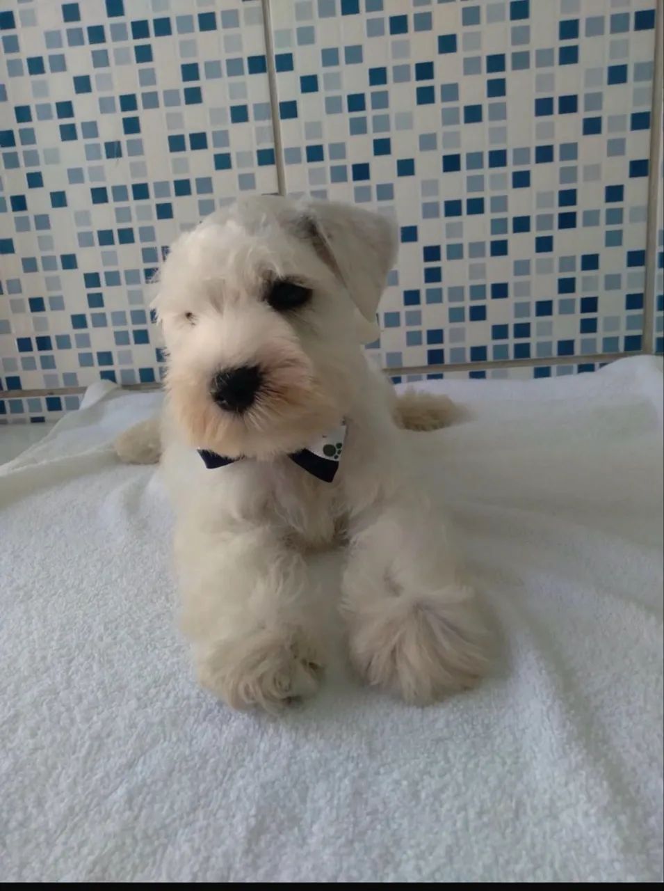 Schnauzer miniatura  - Foto 3