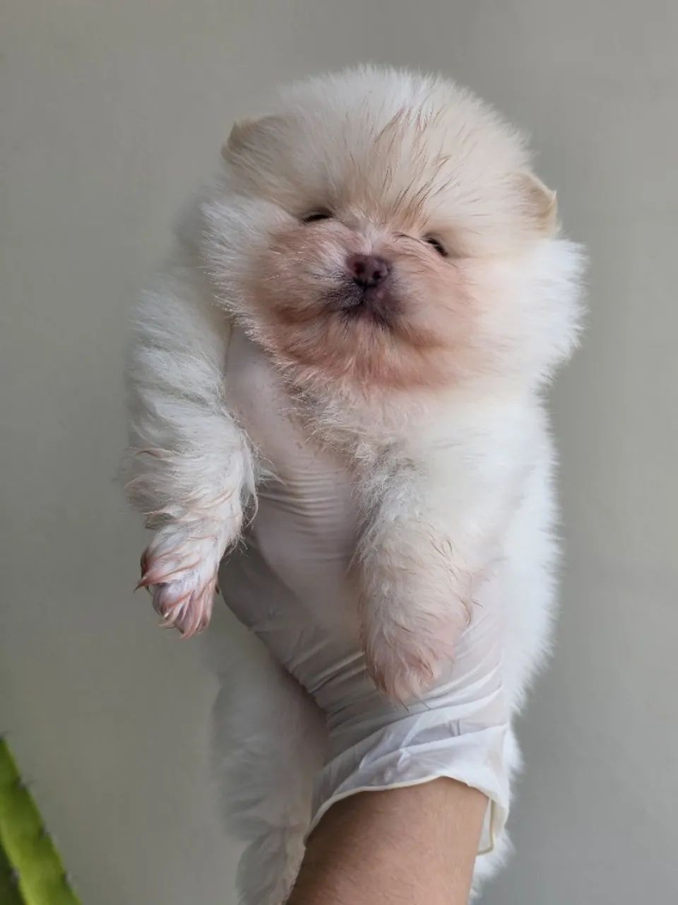 Lulu da pomerania - Spitz Alemão  - Foto 3