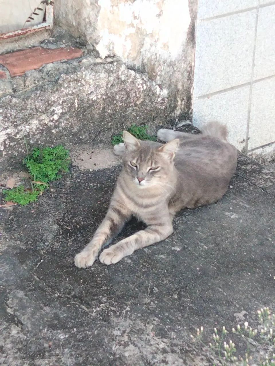 Gato Cinza
