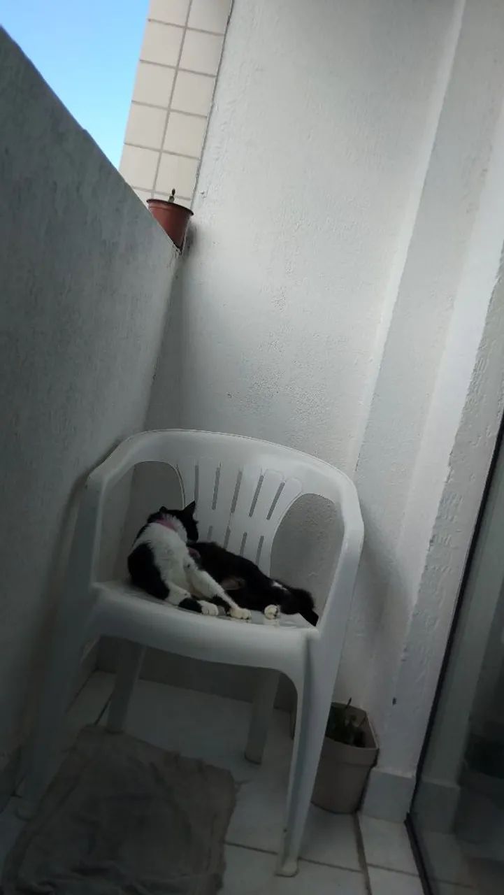 Adoção  - Foto 3