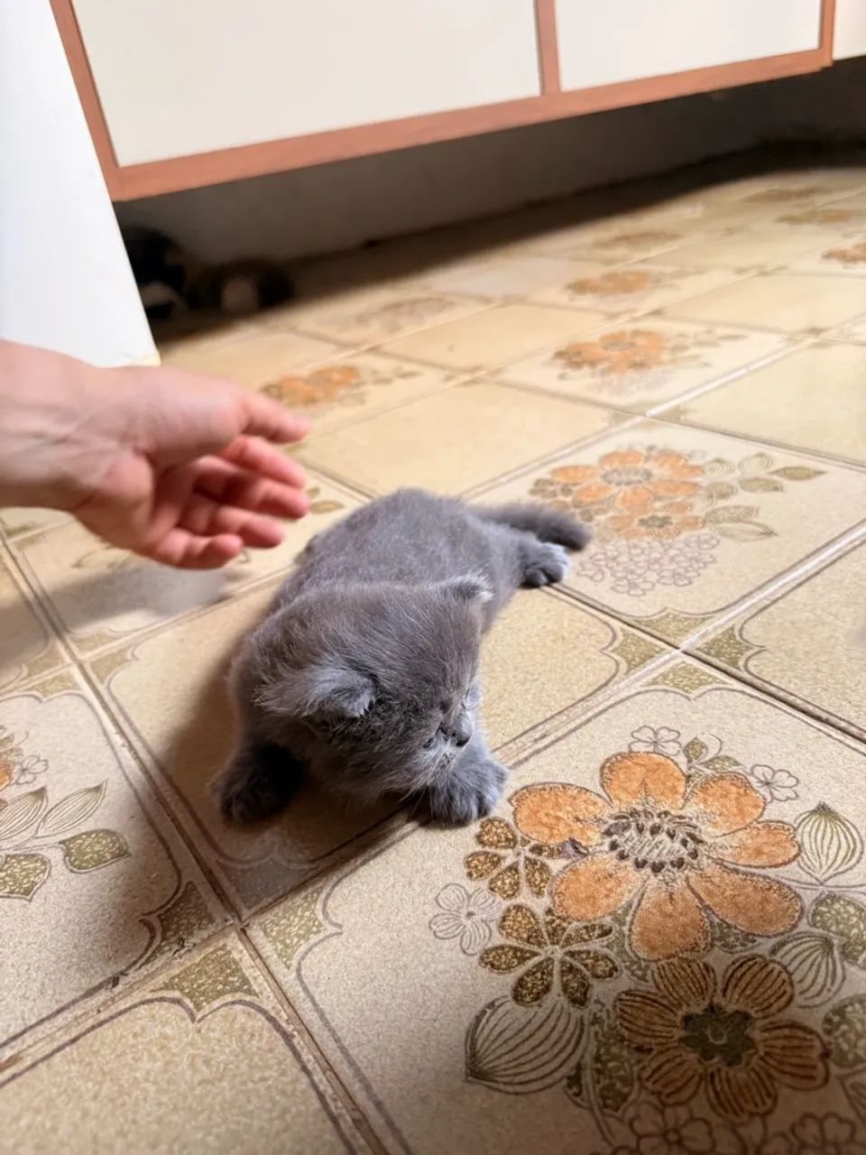 Gato persa  - Foto 2