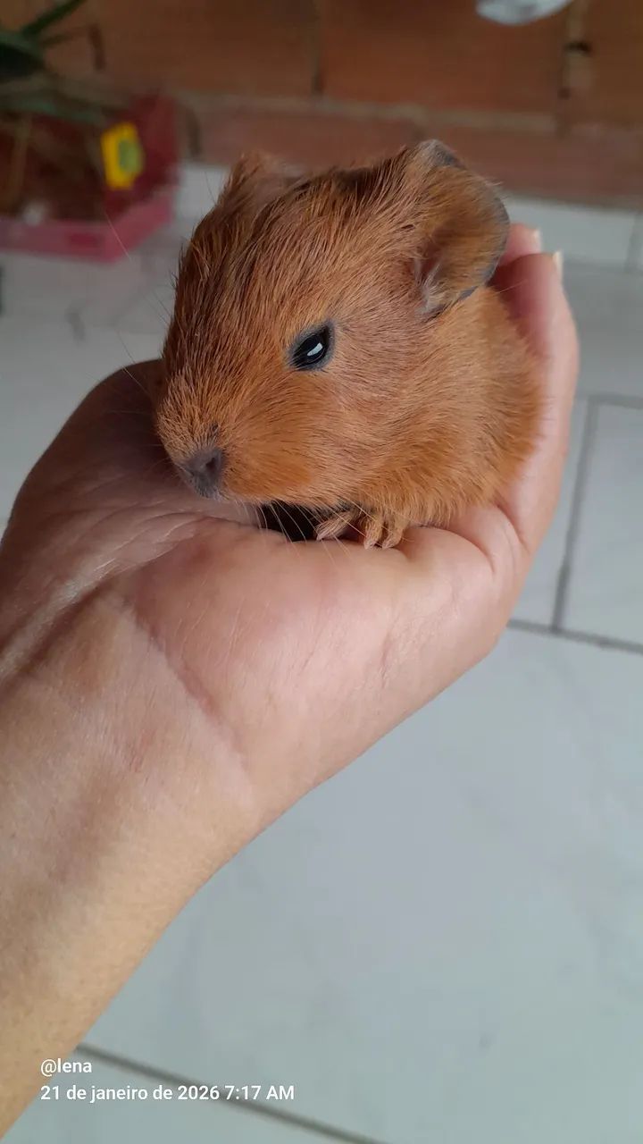 Porquinho da Índia  - Foto 2