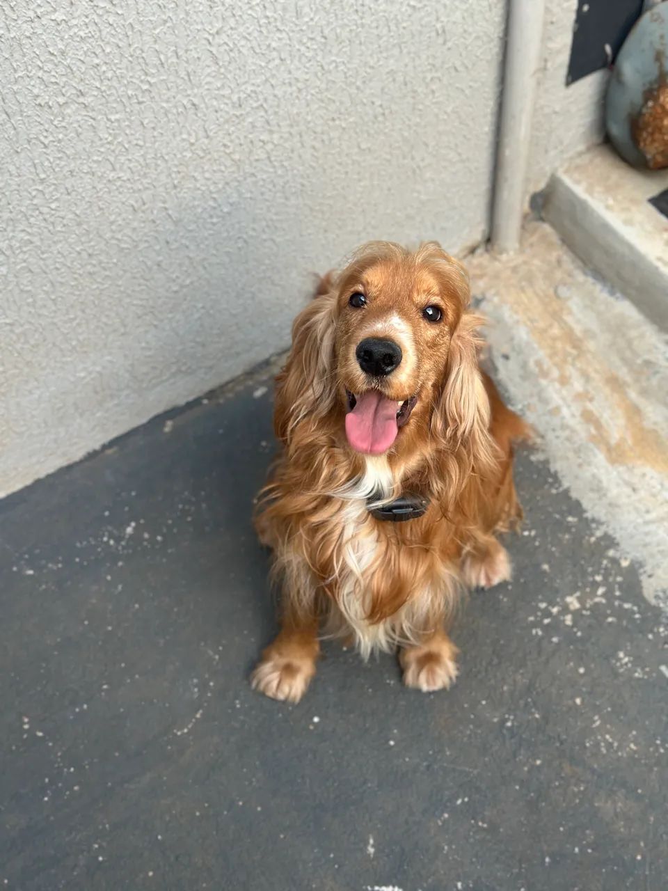 Filhote Cocker Spaniel  - Foto 4